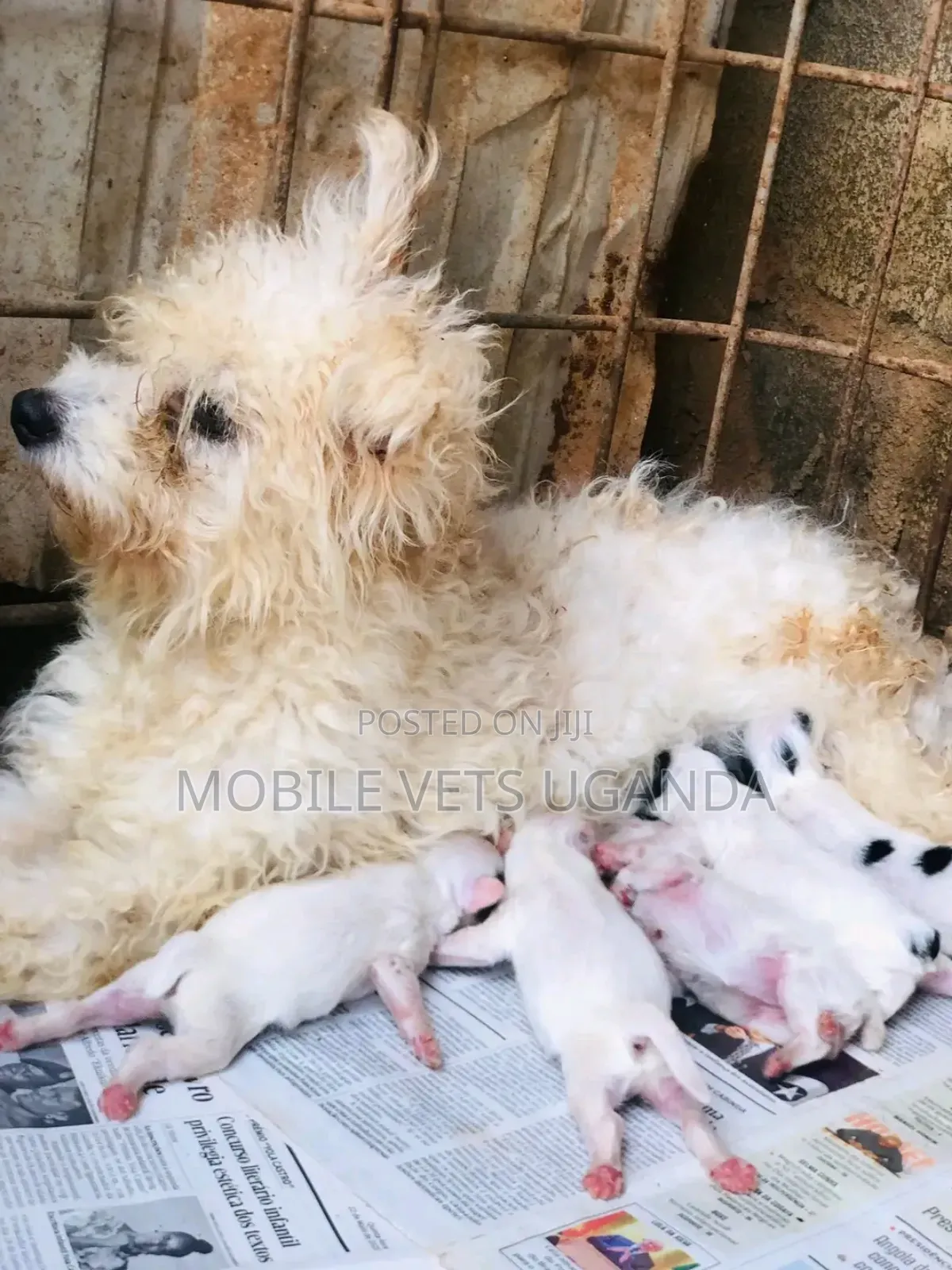 1-3 months Male Purebred Maltese