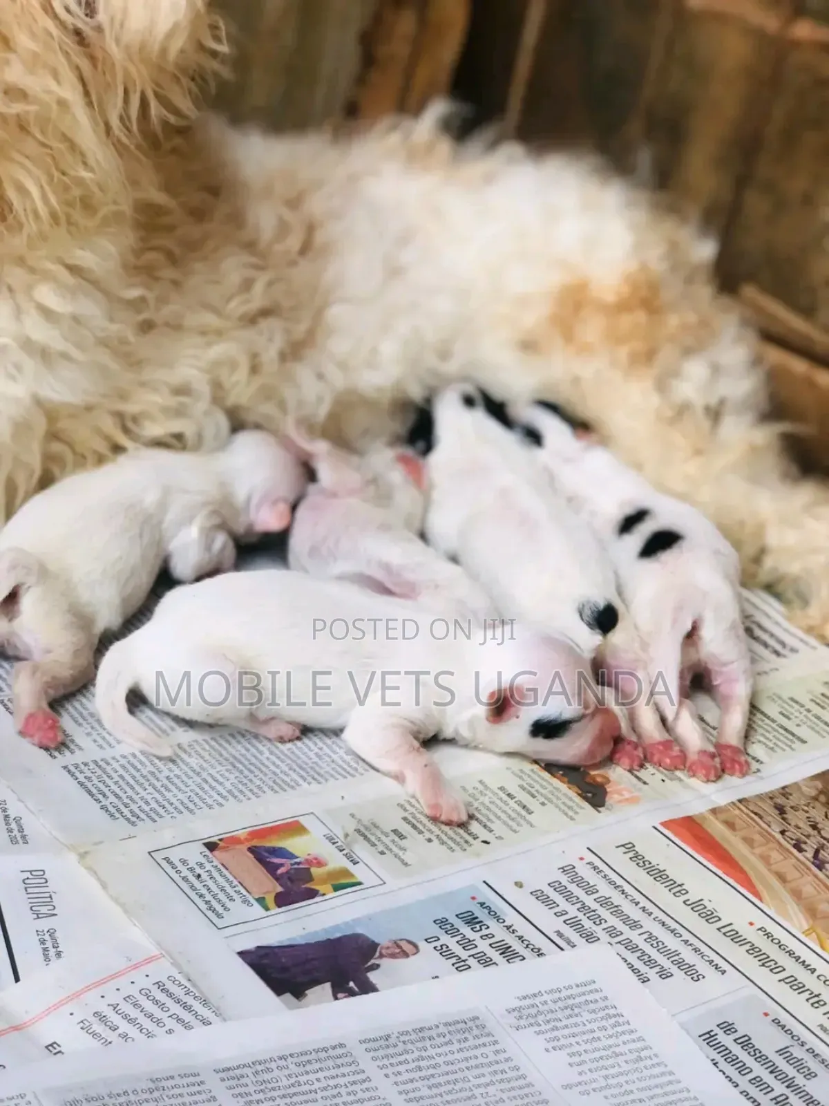 0-1 month Male Purebred Maltese