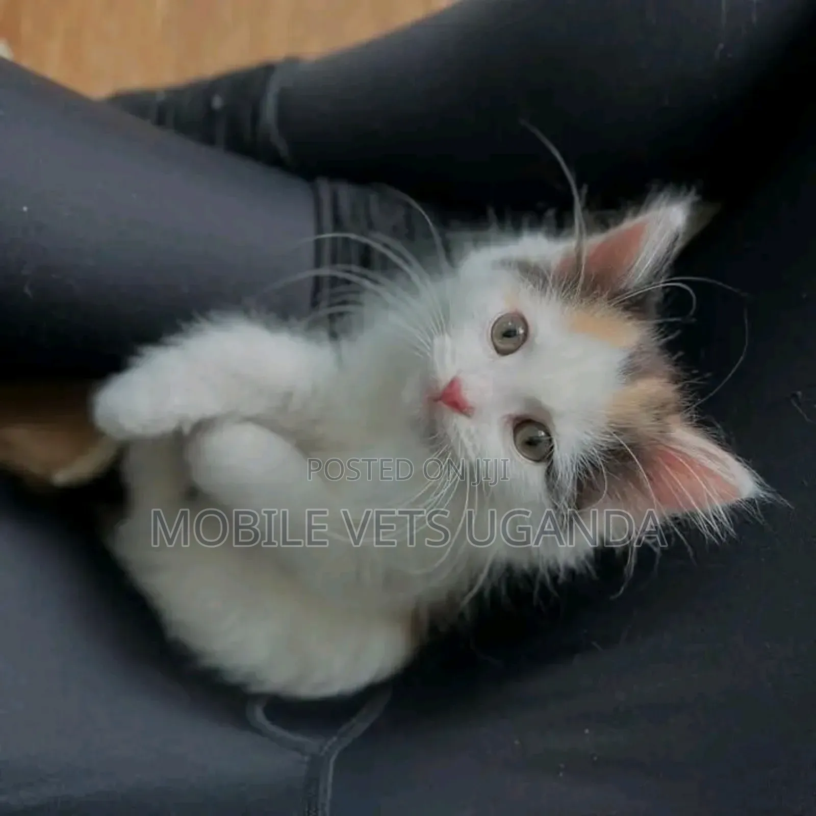 1-3 months Male Purebred Tonkinese