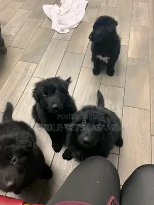 3-6 months Female Purebred German Shepherd