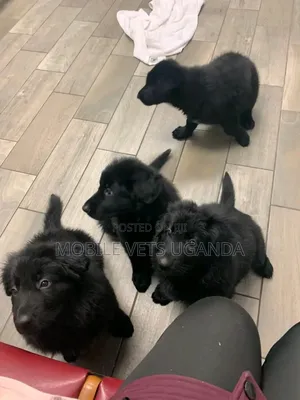 1-3 months Male Purebred German Shepherd
