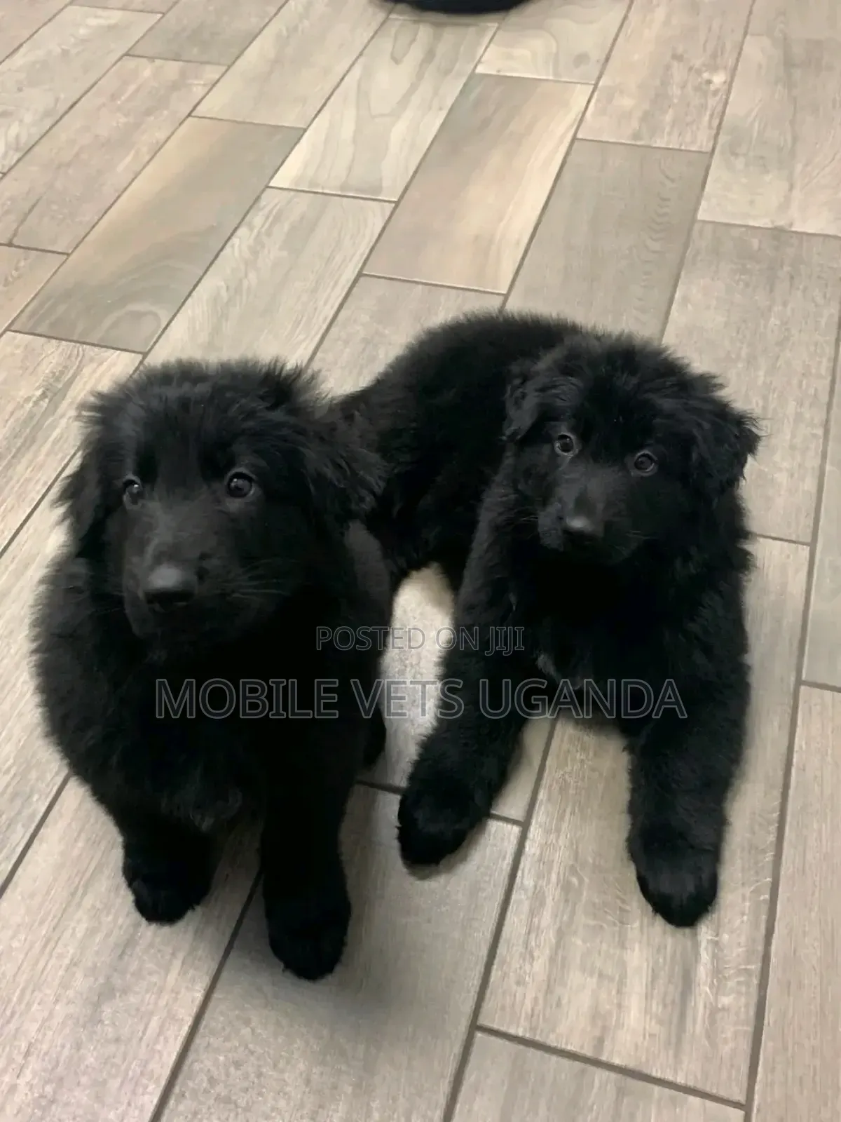 1-3 months Female Purebred German Shepherd