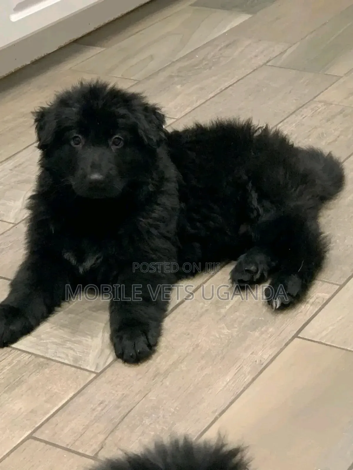 1-3 months Female Purebred German Shepherd