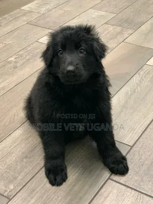 3-6 months Female Purebred German Shepherd