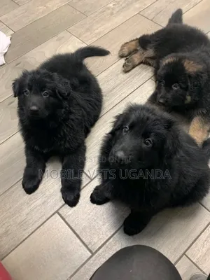 0-1 month Male Purebred German Shepherd