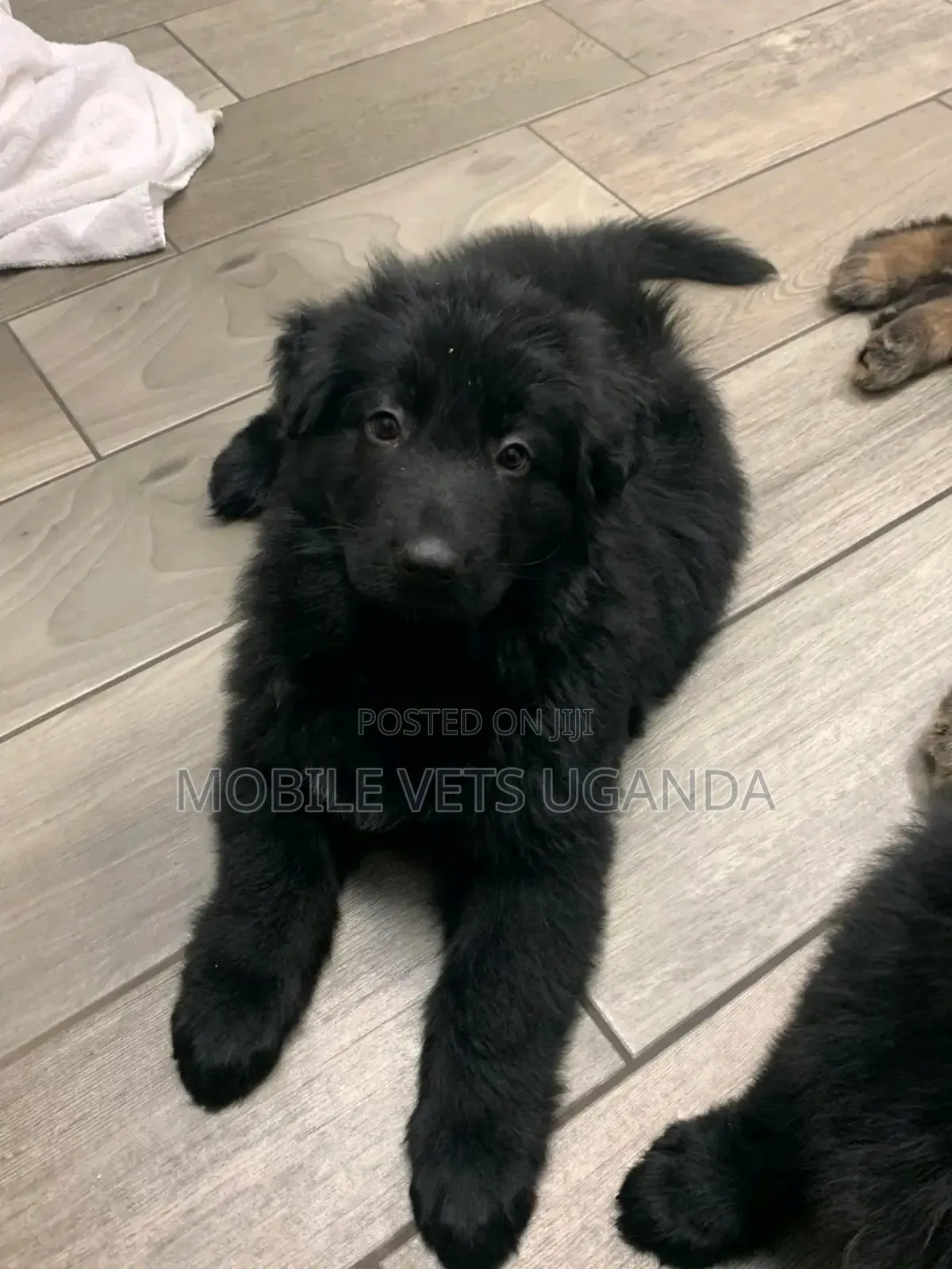 1-3 months Female Purebred German Shepherd