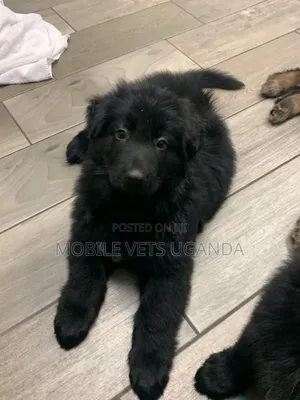 1-3 months Female Purebred German Shepherd