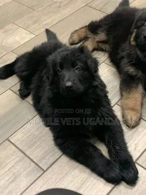 1-3 months Female Purebred German Shepherd