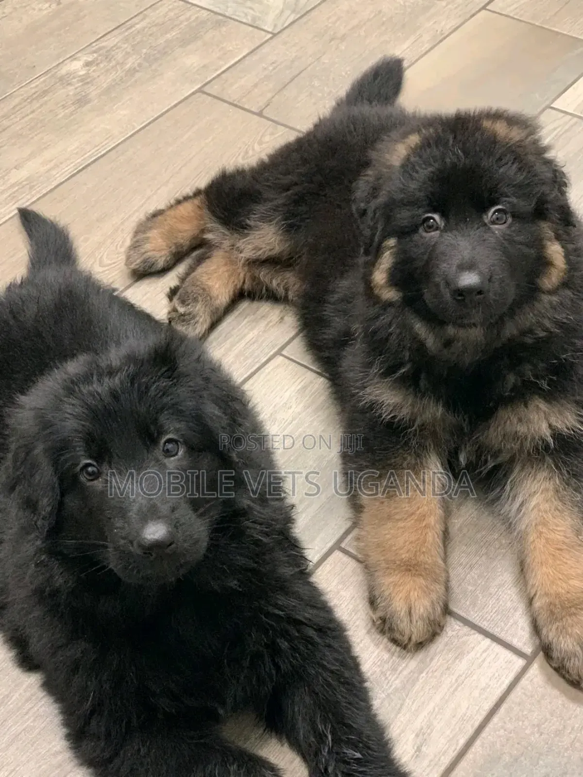 1-3 months Male Purebred German Shepherd
