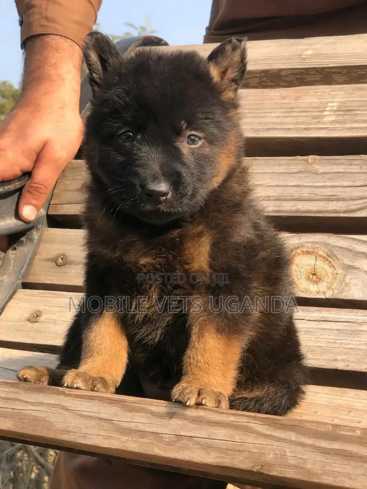 0-1 month Male Purebred German Shepherd
