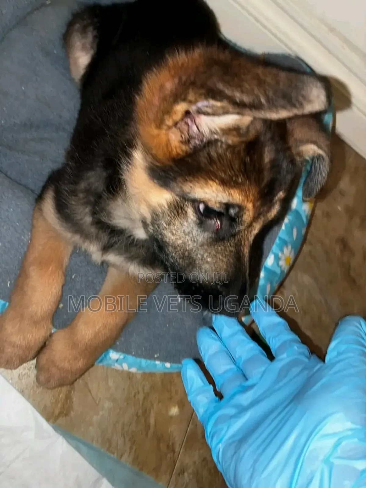 1-3 months Male Purebred German Shepherd