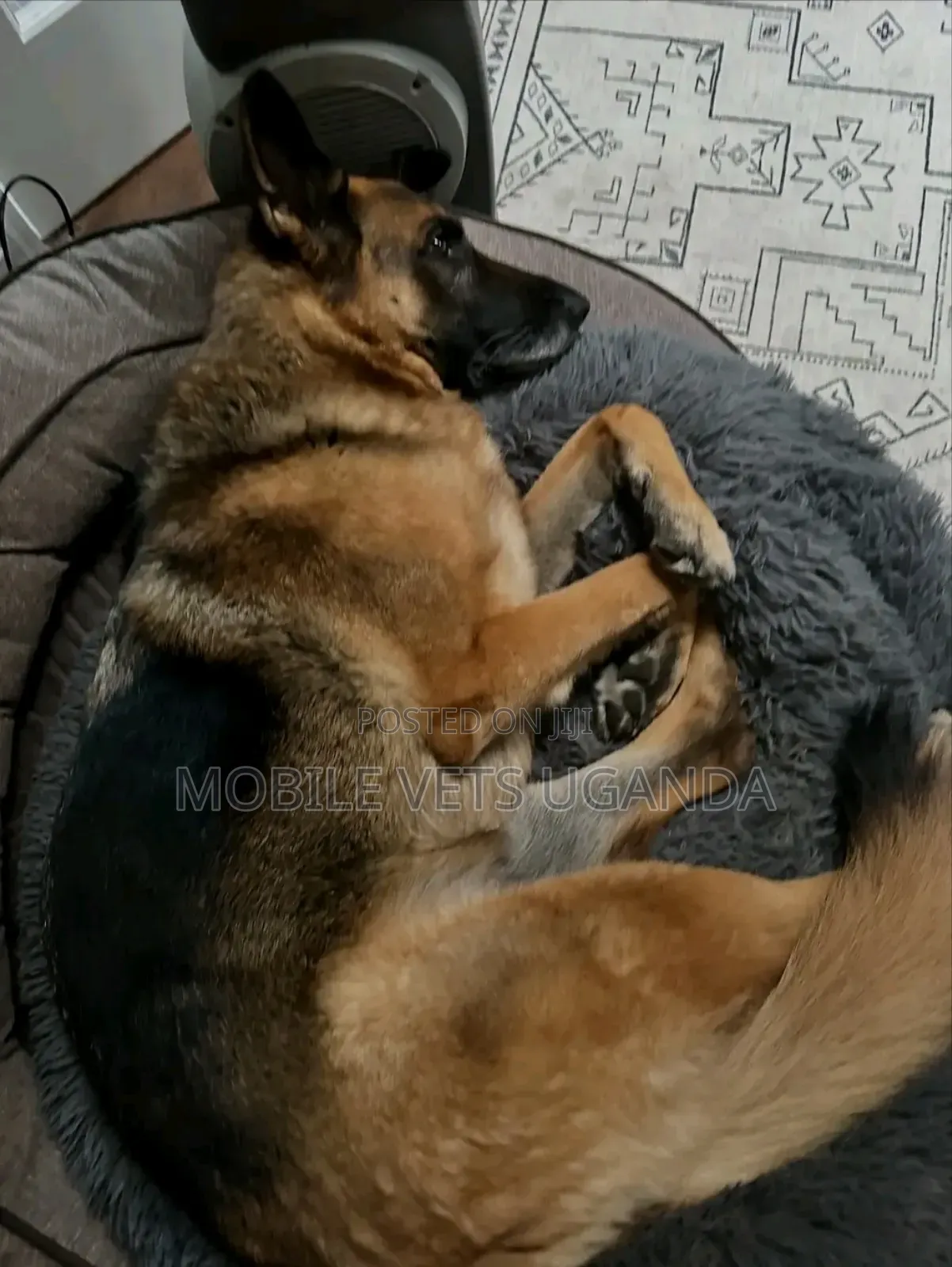 6-12 months Female Purebred German Shepherd