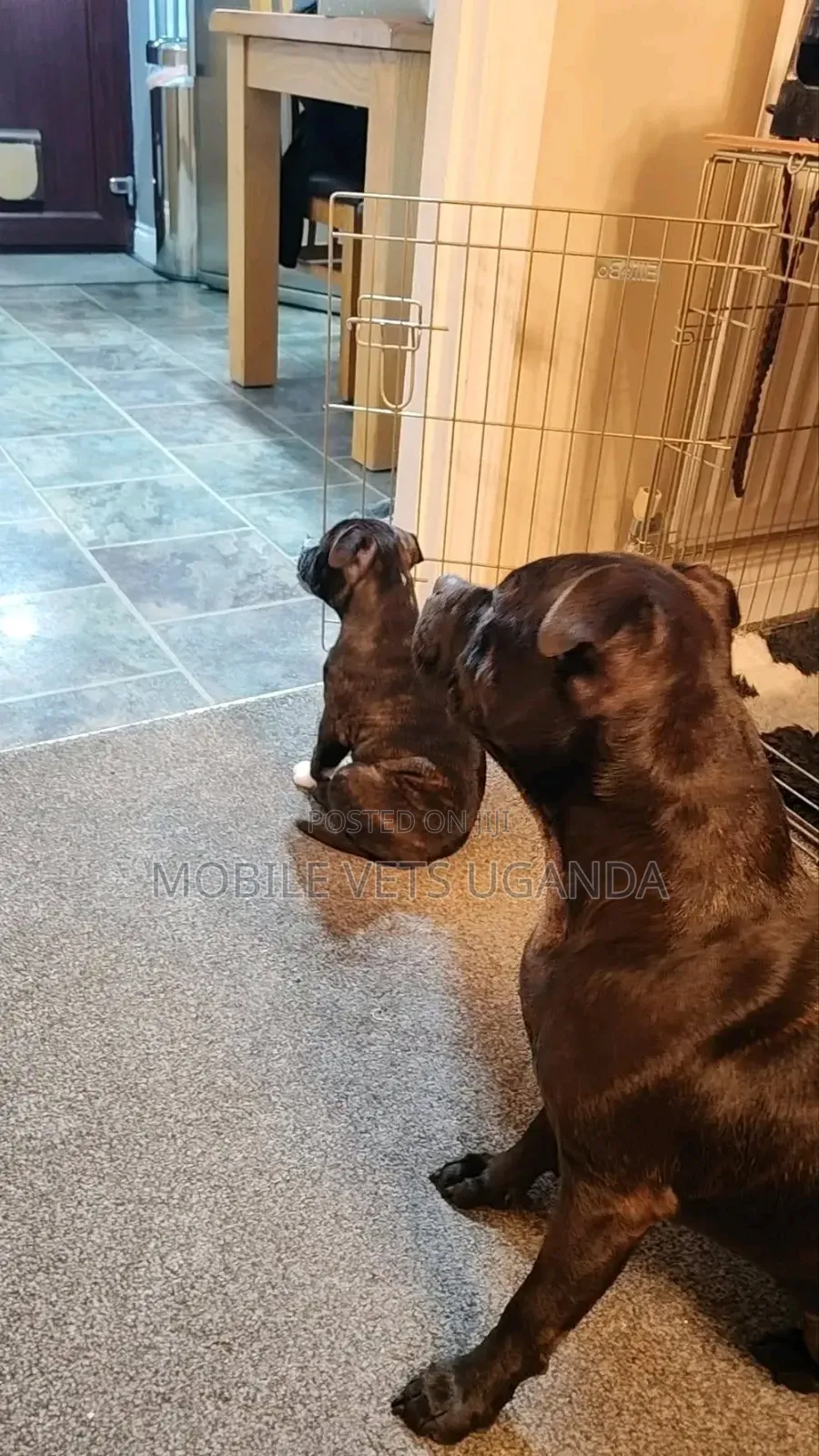 1-3 months Male Purebred Boerboel