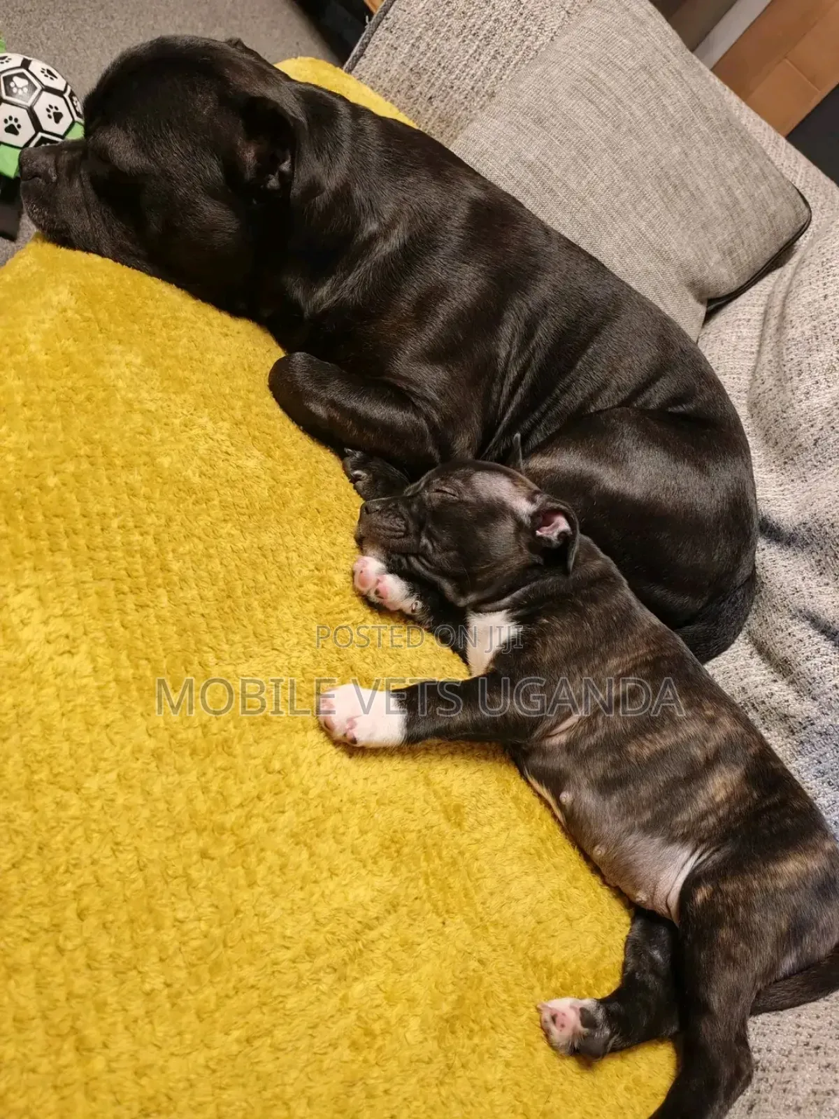 1-3 months Female Purebred Boerboel