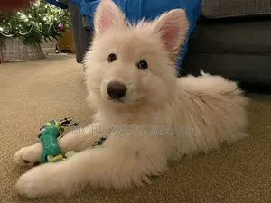 1-3 months Male Purebred German Shepherd