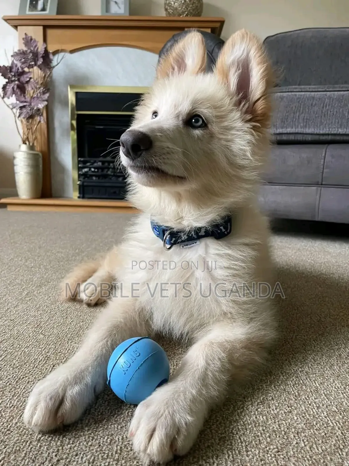 3-6 months Female Purebred German Shepherd