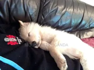 3-6 months Female Purebred German Shepherd