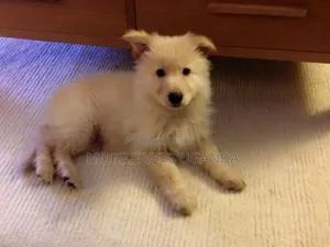 1-3 months Male Purebred German Shepherd