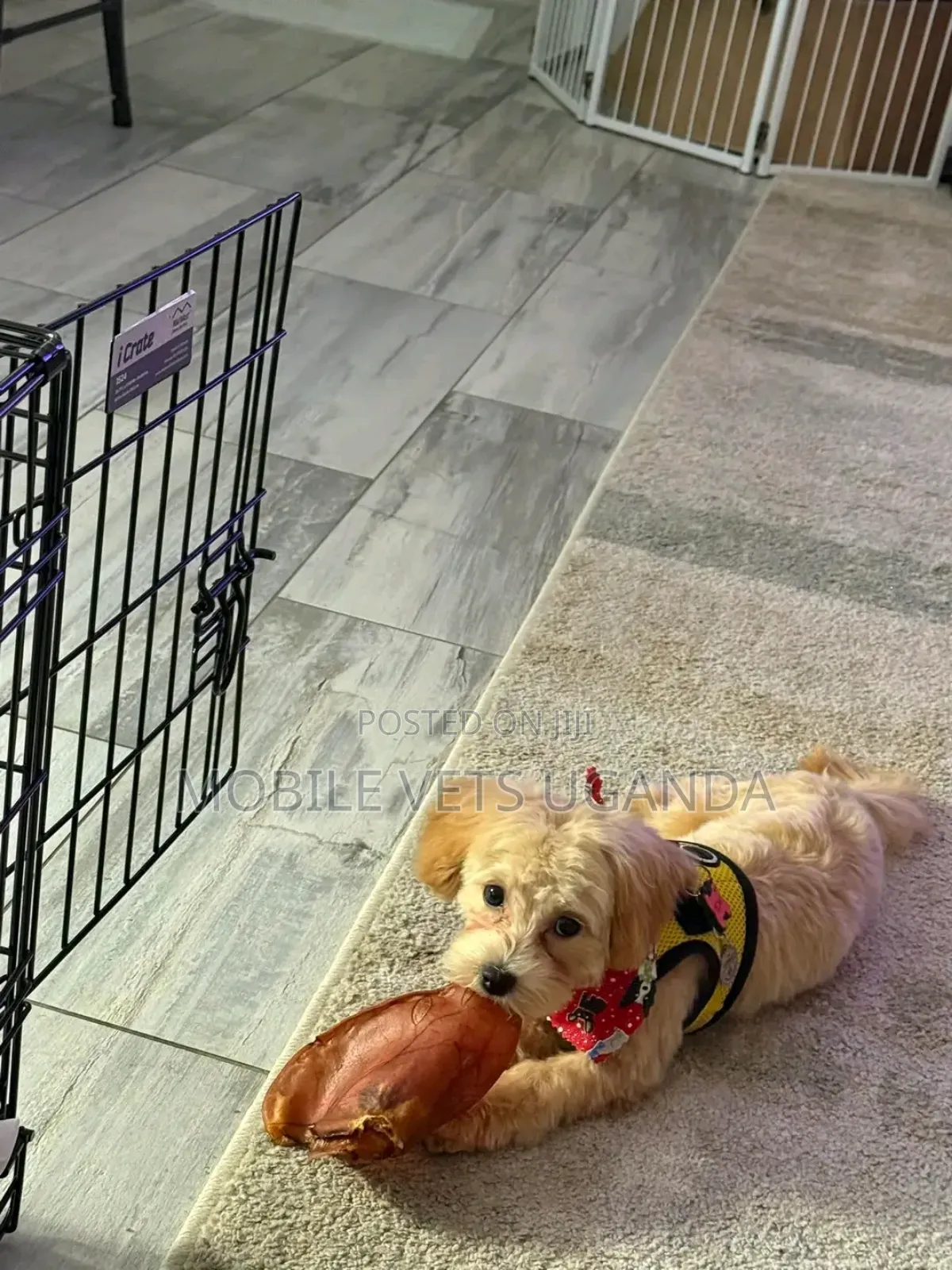 1-3 months Female Purebred Maltese