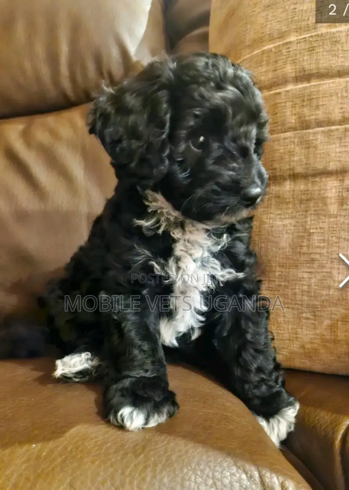 0-1 month Male Purebred Maltese