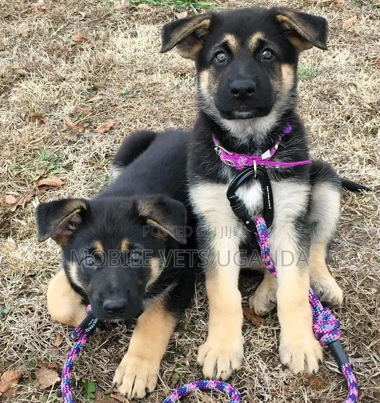 3-6 months Male Purebred German Shepherd