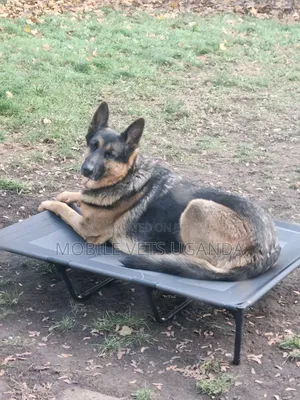 6-12 months Male Purebred German Shepherd