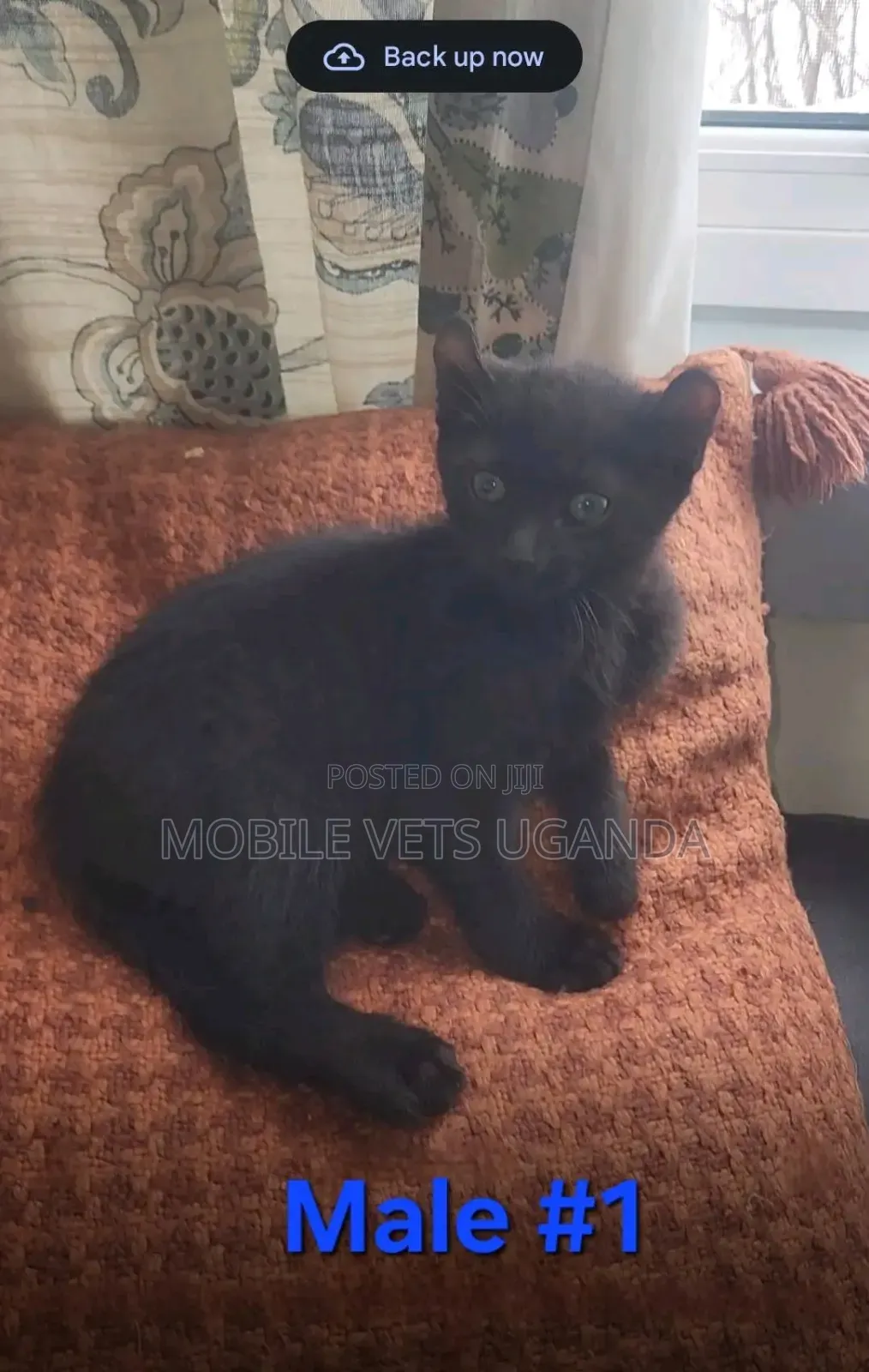 3-6 months Female Purebred Tonkinese
