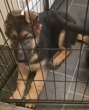 3-6 months Male Purebred German Shepherd