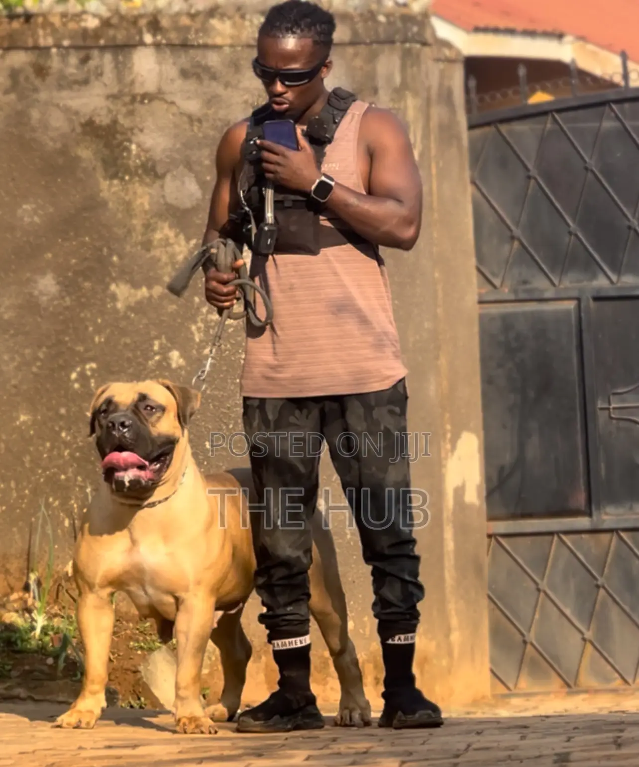 Dog Training