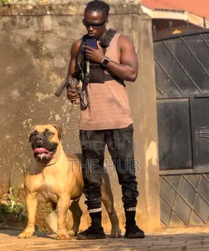 Dog Training