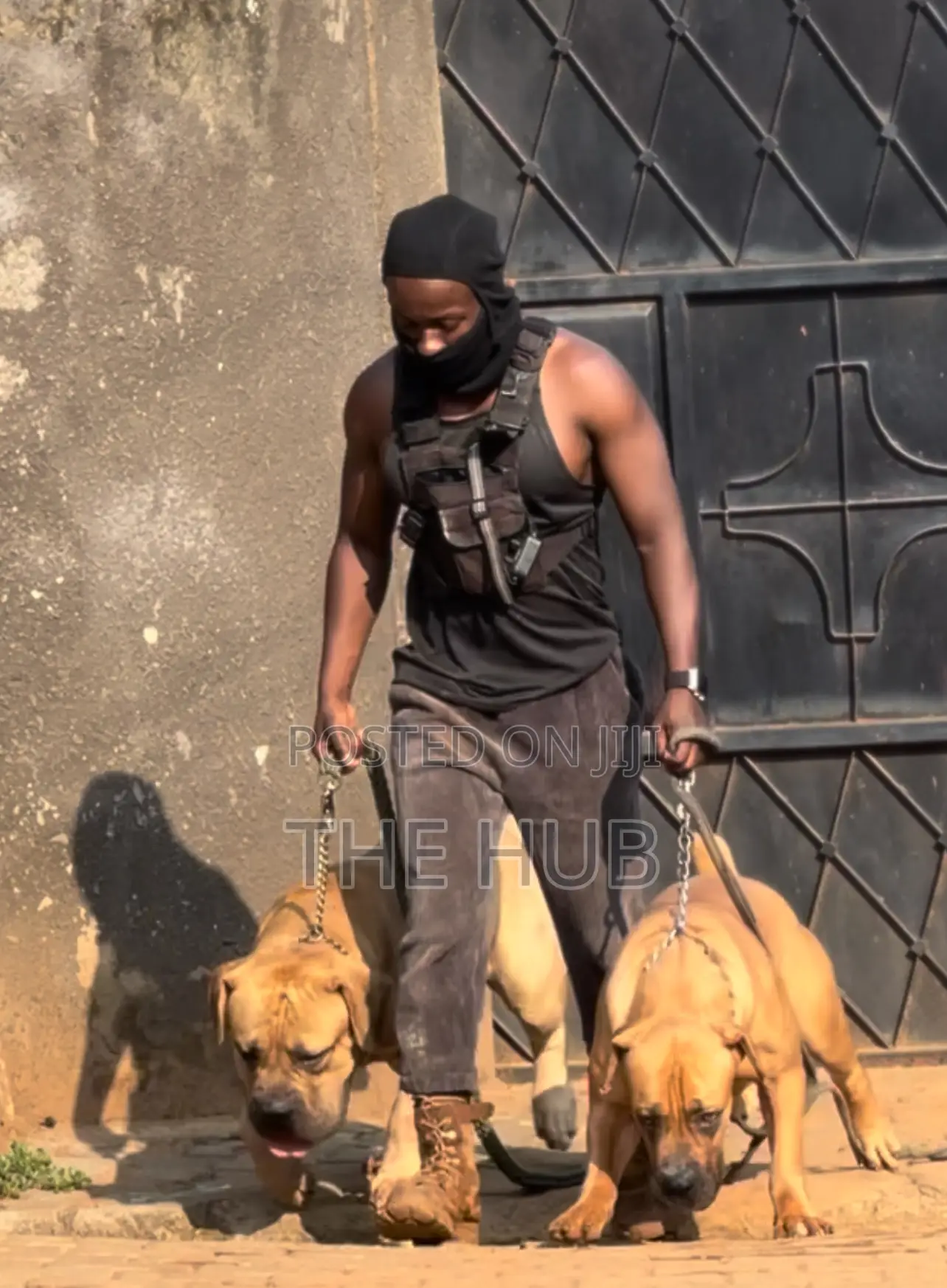 Dog Training