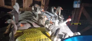 Geese Birds