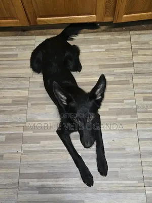 6-12 months Male Purebred German Shepherd
