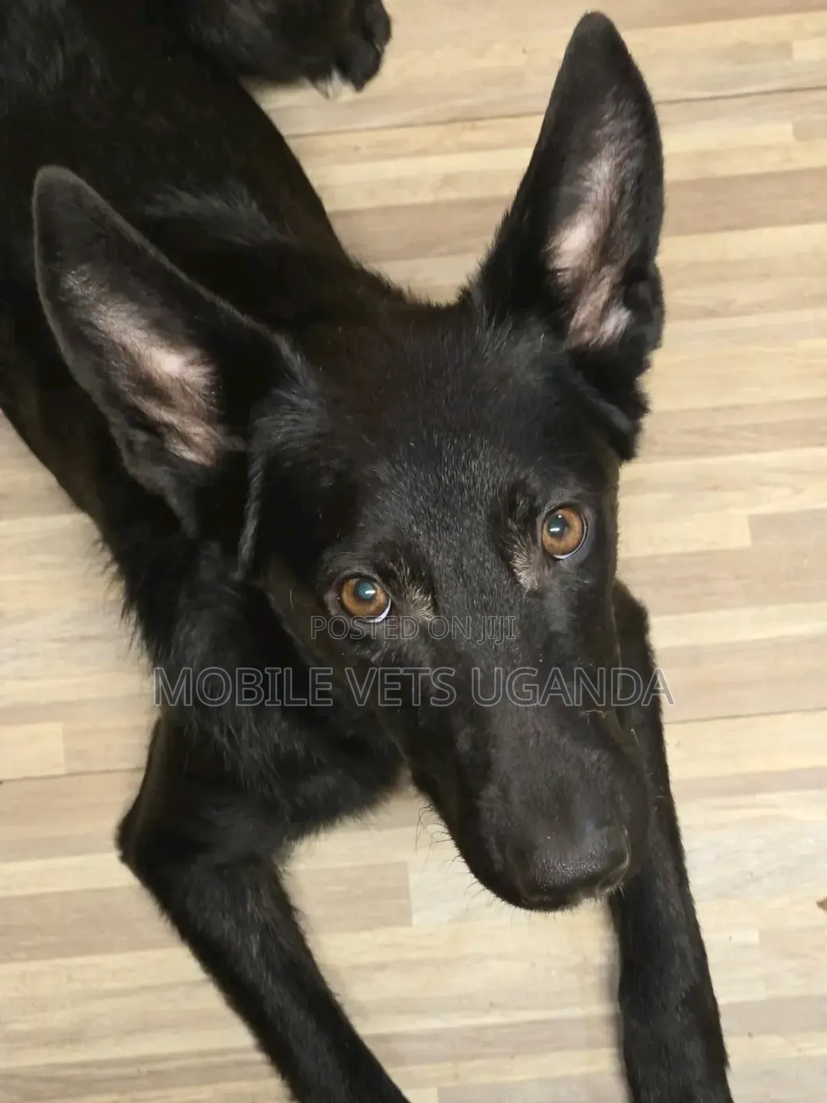 1-3 months Male Purebred German Shepherd