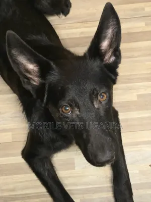 1-3 months Male Purebred German Shepherd