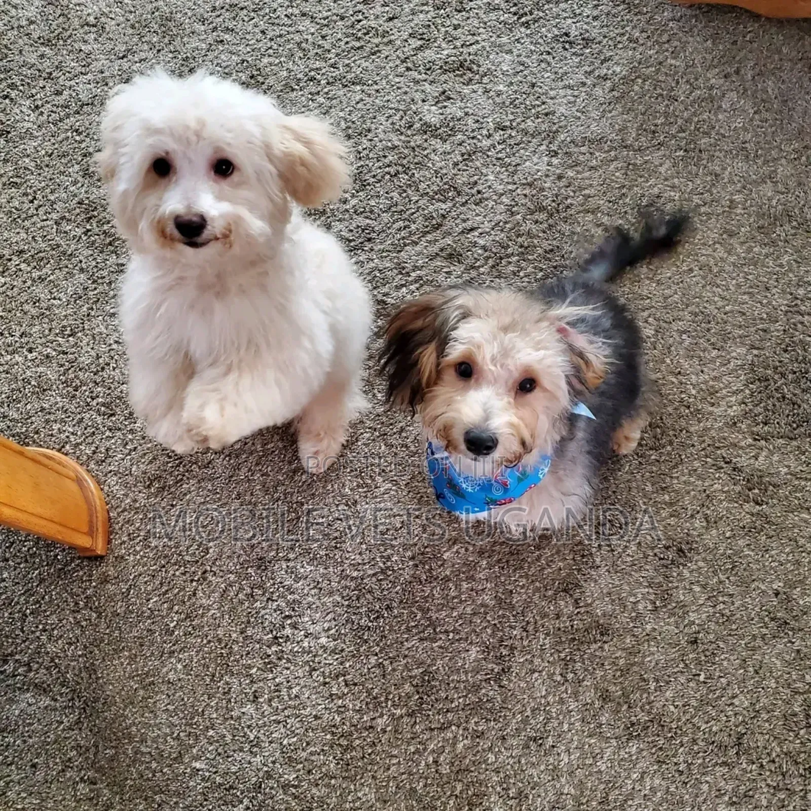 1-3 months Male Purebred Maltese
