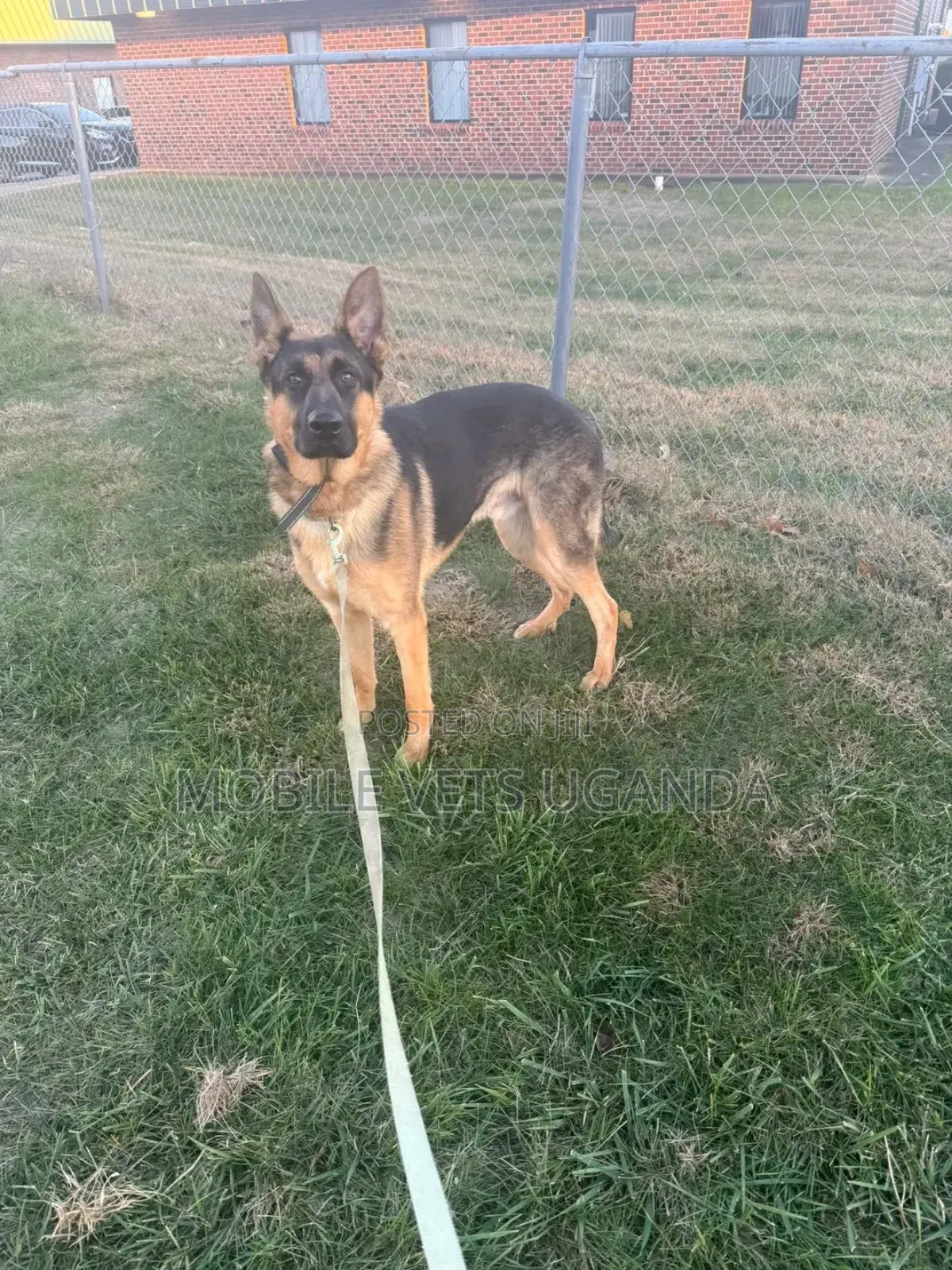 3-6 months Female Purebred German Shepherd