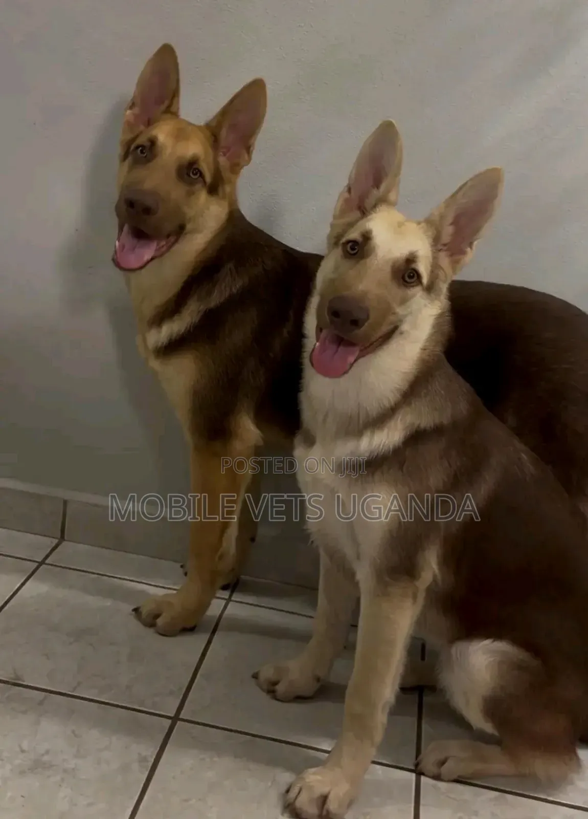3-6 months Female Purebred German Shepherd