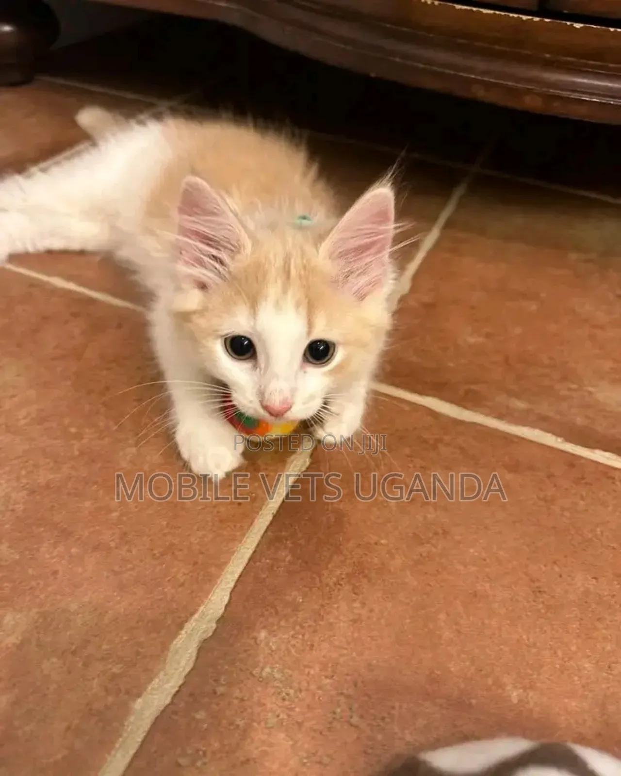 1-3 months Male Purebred British Shorthair