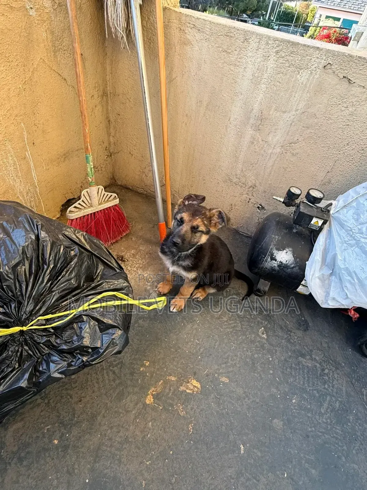 3-6 months Male Purebred German Shepherd