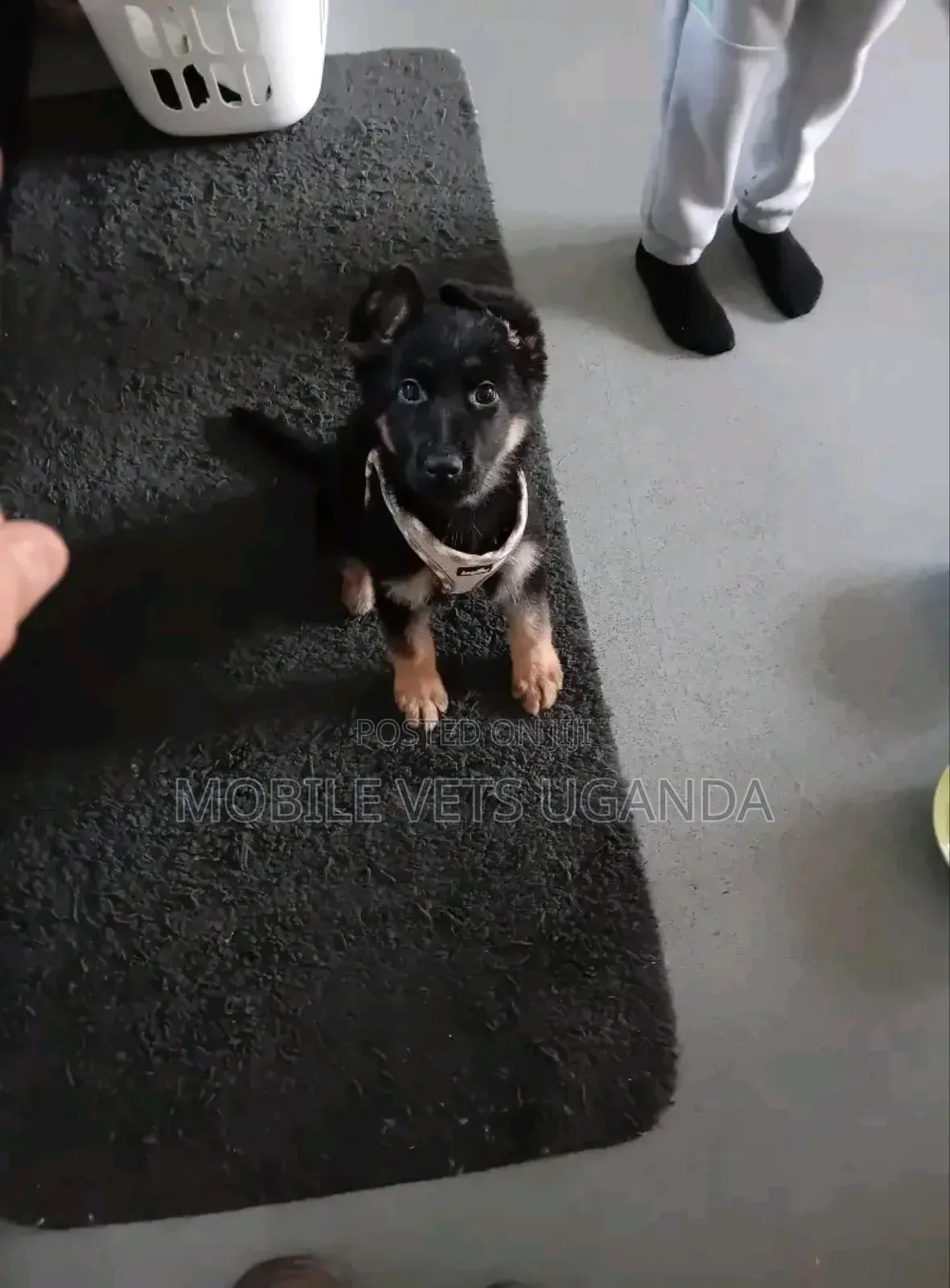 3-6 months Female Purebred German Shepherd