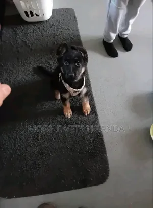 3-6 months Female Purebred German Shepherd