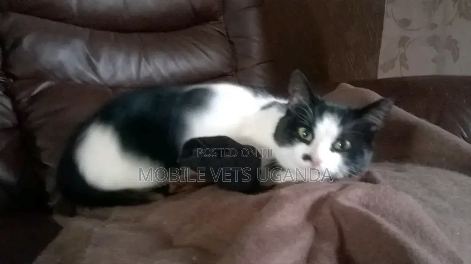 3-6 months Female Purebred American Shorthair