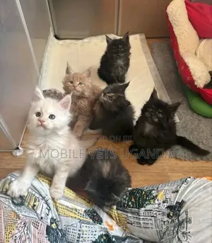 1-3 months Female Purebred Himalayan