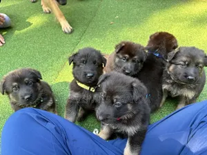 0-1 month Male Purebred German Shepherd