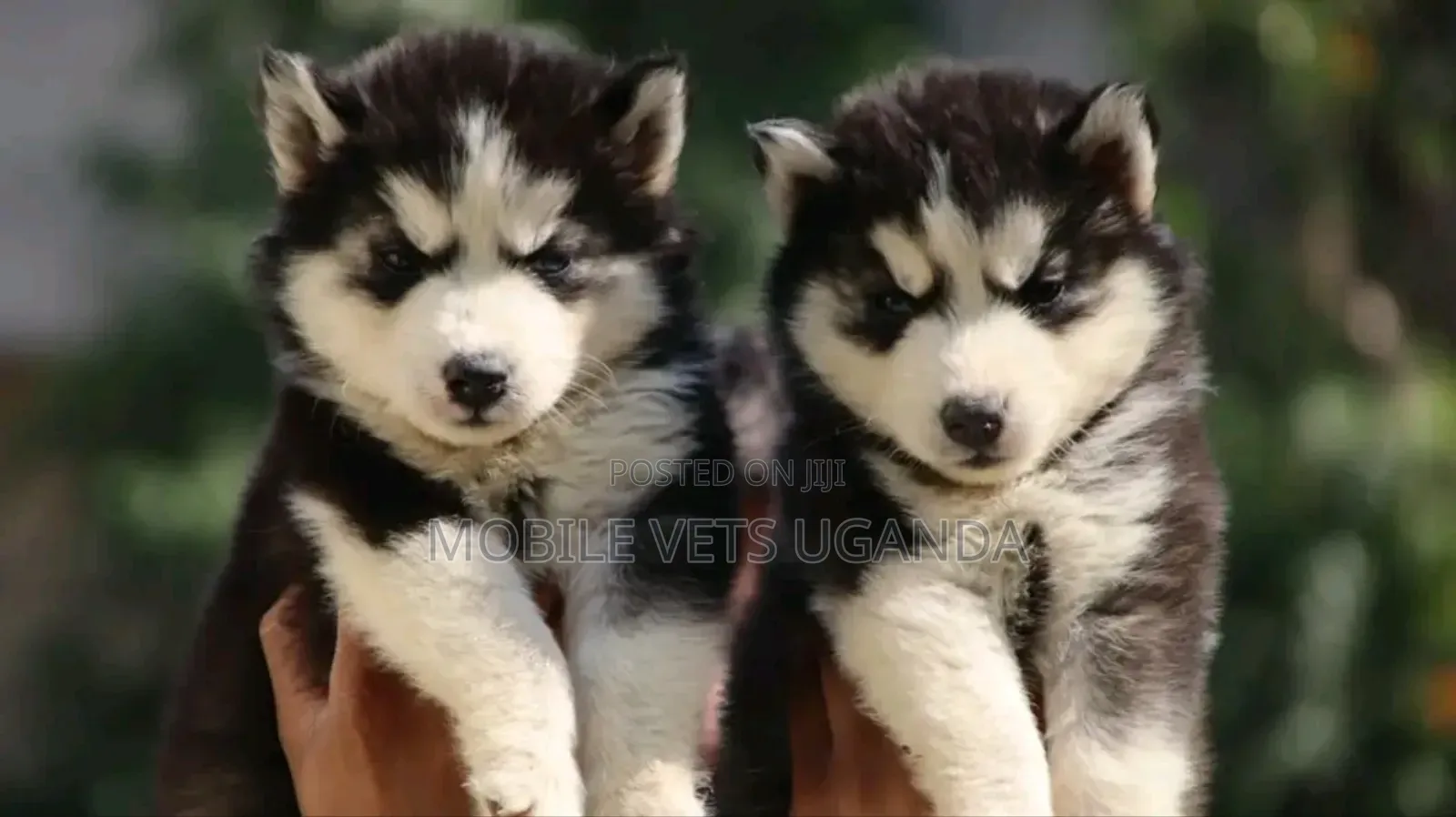 1-3 months Female Purebred Siberian Husky