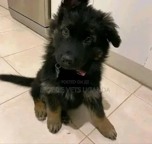 1-3 months Male Purebred German Shepherd