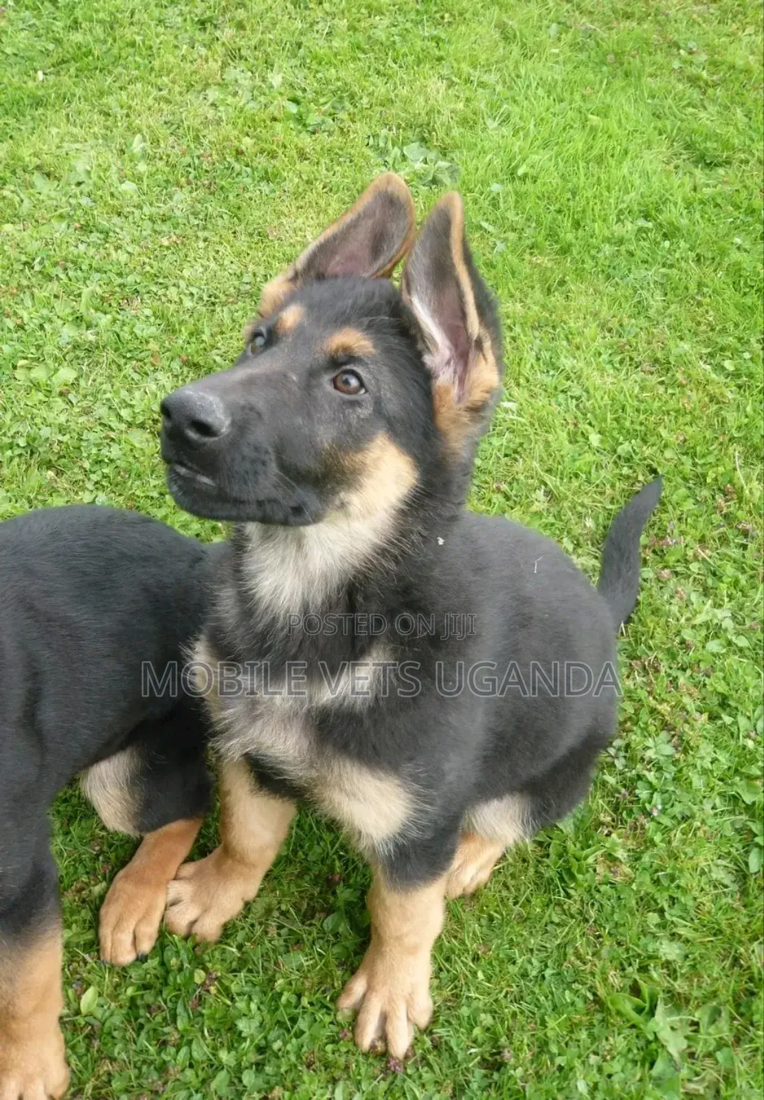 3-6 months Female Purebred German Shepherd