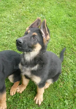 3-6 months Female Purebred German Shepherd