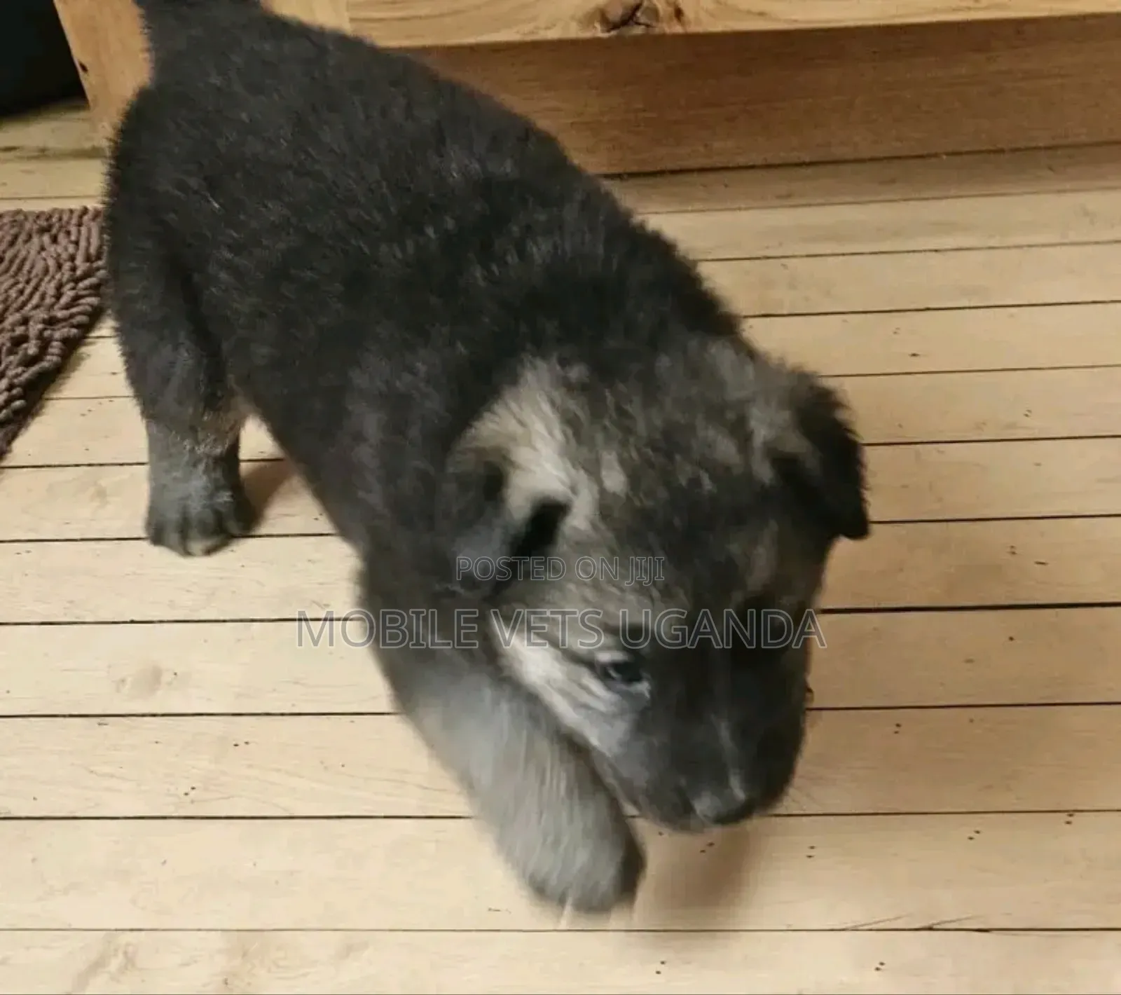 0-1 month Male Purebred German Shepherd